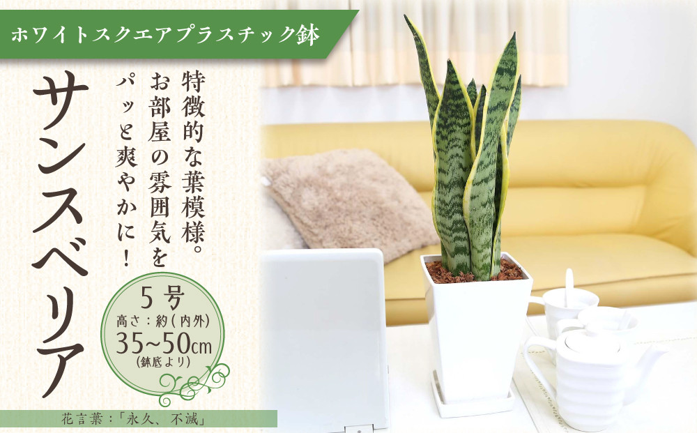 《先行予約》【観葉植物】サンスベリア 5号 ホワイトスクエアプラスチック鉢 土の表面:ウッドチップ｜観葉植物 インテリア 部屋 おしゃれ 福岡県筑前町 送料無料