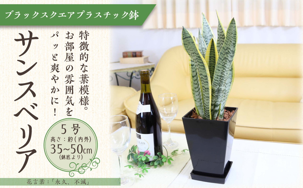 《先行予約》【観葉植物】サンスベリア 5号 ブラックスクエアプラスチック鉢 土の表面:ウッドチップ｜観葉植物 インテリア 部屋 おしゃれ 福岡県筑前町 送料無料