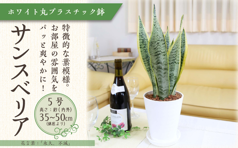 《先行予約》【観葉植物】サンスベリア 5号 ホワイト丸プラスチック鉢 土の表面:ウッドチップ｜観葉植物 インテリア 部屋 おしゃれ 福岡県筑前町 送料無料