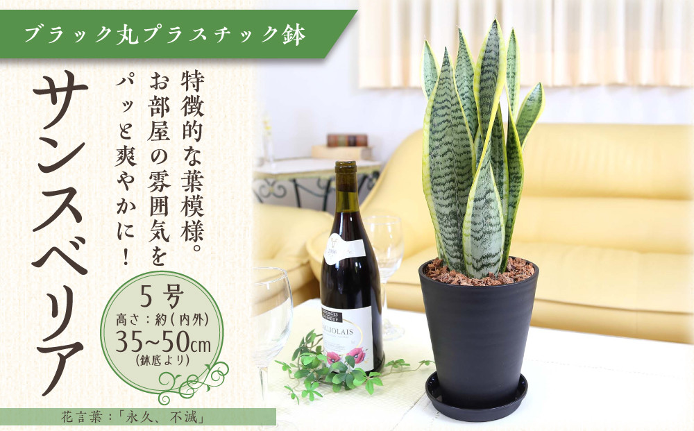 《先行予約》【観葉植物】サンスベリア 5号 ブラック丸プラスチック鉢 土の表面:ウッドチップ｜観葉植物 インテリア 部屋 おしゃれ 福岡県筑前町 送料無料