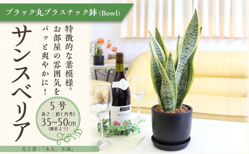 《先行予約》【観葉植物】サンスベリア 5号 ブラック丸プラスチック鉢（Bowl）土の表面:ウッドチップ｜観葉植物 インテリア 部屋 おしゃれ 福岡県筑前町 送料無料
