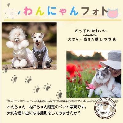 わんにゃんフォト 60分 50枚分