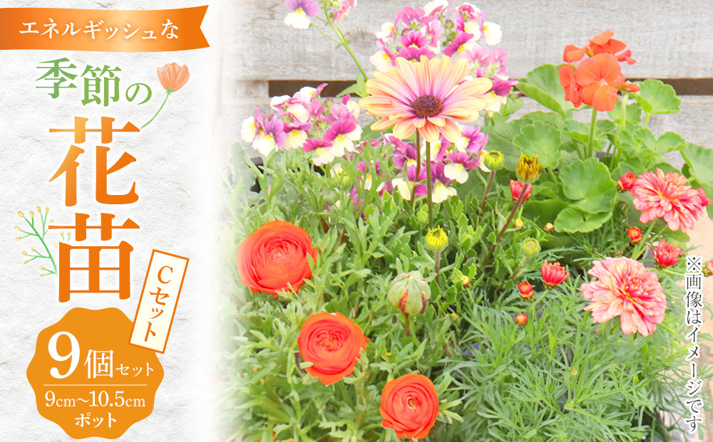 エネルギッシュな花苗セットC