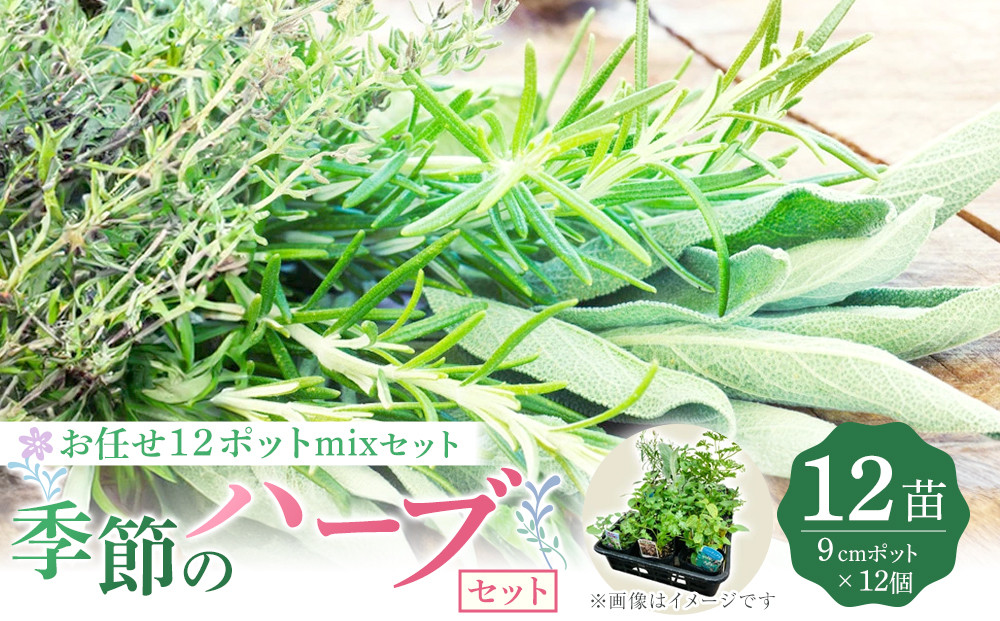 季節のハーブ苗お任せ12ポットmixセット