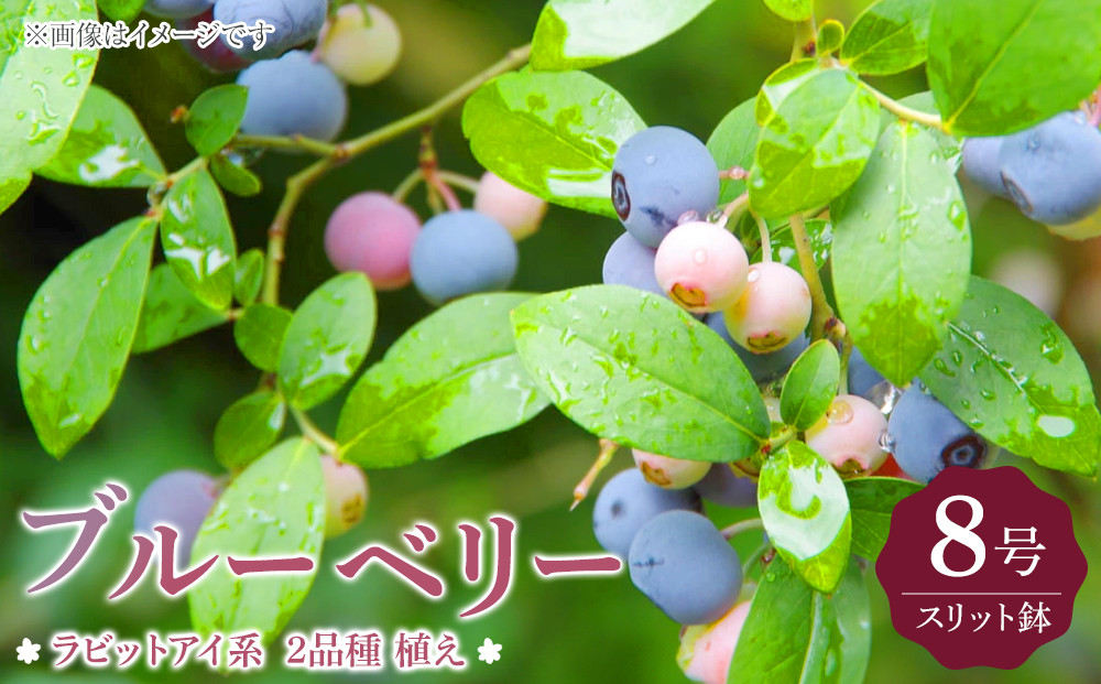 ブルーベリー 『 ラビットアイ系 2品種 植え 』 8号スリット鉢 【 ブルーベリーの肥料セット】