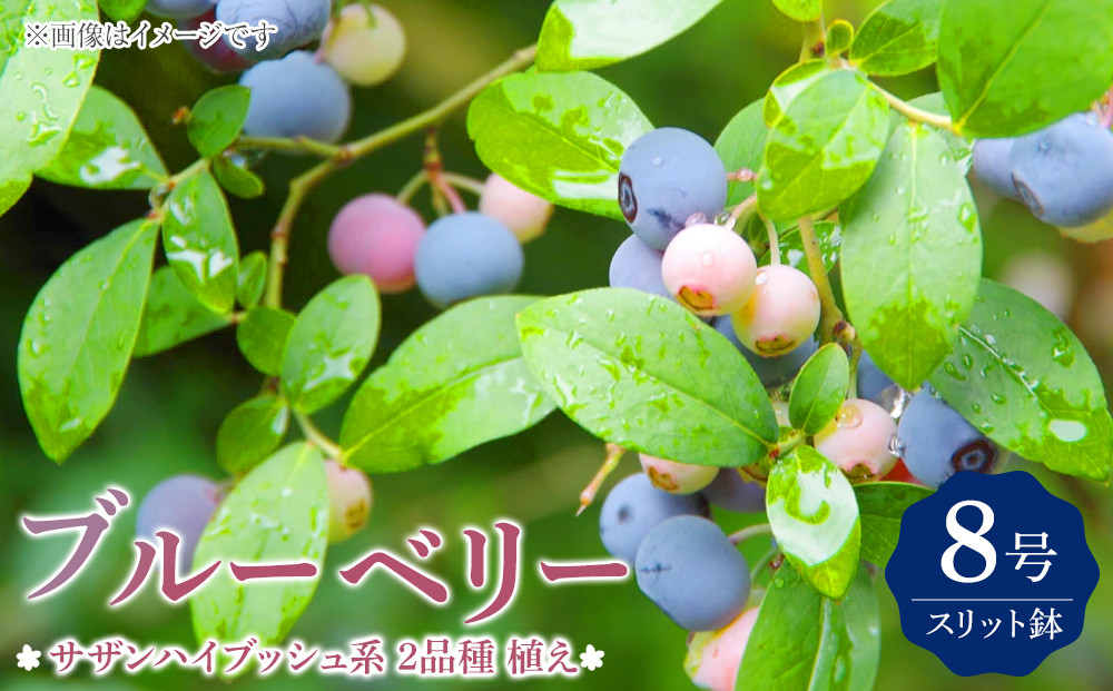 ブルーベリー 『 サザンハイブッシュ系 2品種 植え 』 8号スリット鉢 【 ブルーベリーの肥料 セット！】
