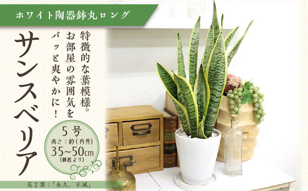 [観葉植物]サンスベリア 5号 ホワイト陶器鉢 丸ロング 高さ:約35cm〜50cm内外(鉢底より) |観葉植物 インテリア 部屋 おしゃれ 福岡県筑前町 送料無料