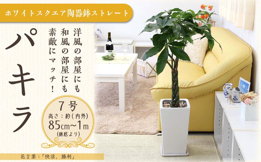 [観葉植物]パキラ 7号 ホワイトスクエア陶器鉢 ストレート 高さ:約85cm〜1m内外(鉢底より) |観葉植物 インテリア 部屋 おしゃれ 福岡県筑前町 送料無料