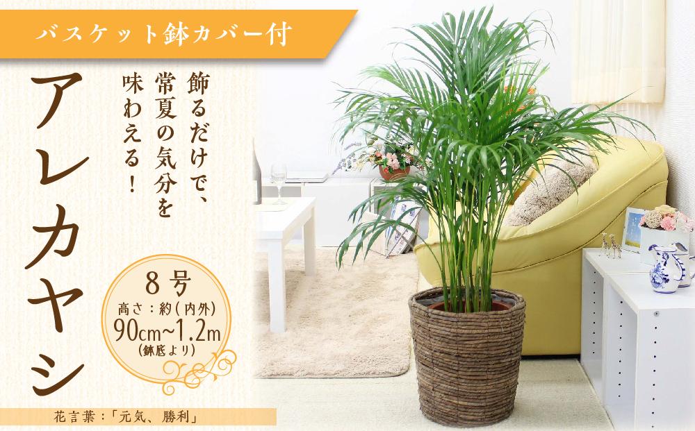 《先行予約》【観葉植物】アレカヤシ 8号 ブラウンバスケット鉢カバー 土の表面:ウッドチップ ｜観葉植物 インテリア 部屋 おしゃれ 福岡県筑前町 送料無料