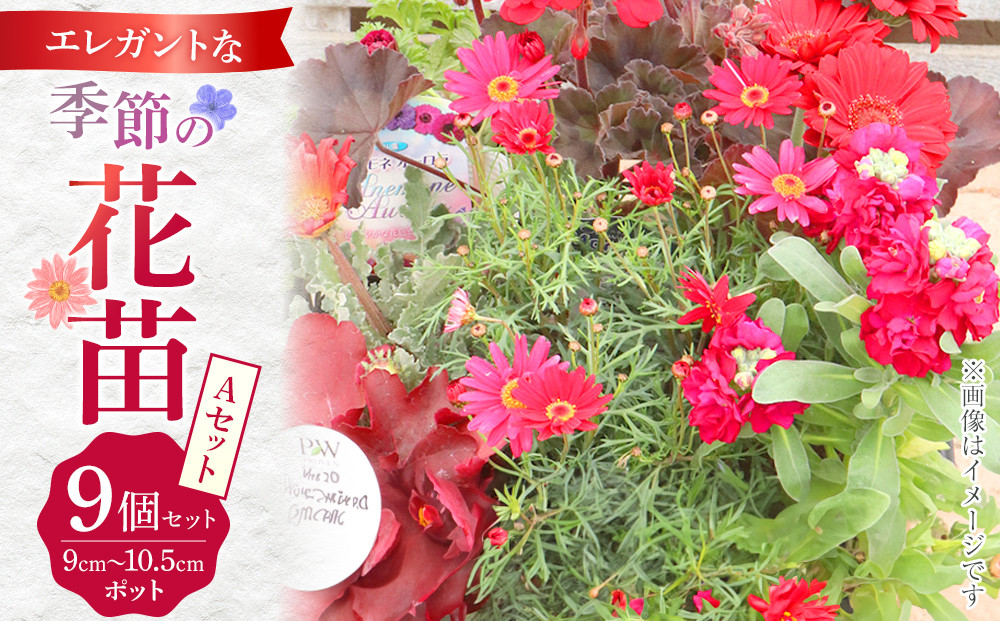 エレガントな花苗セットA