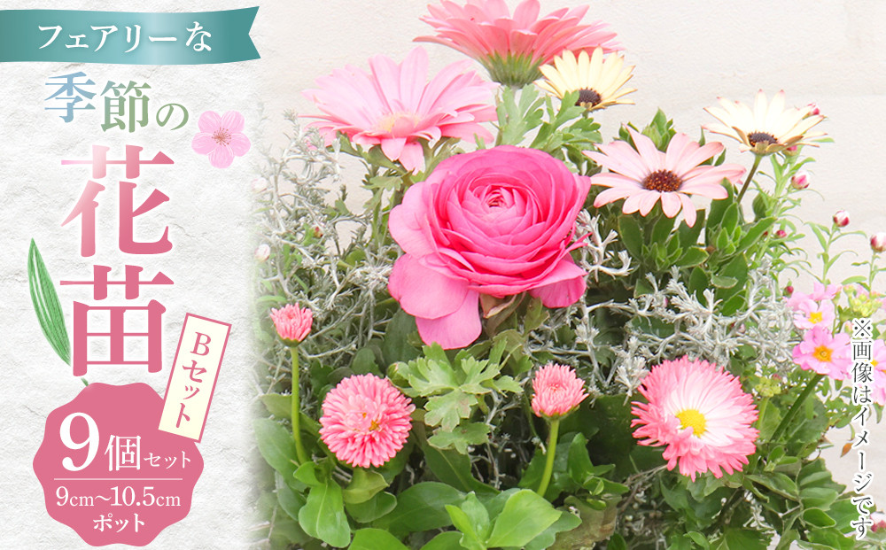 フェアリーな花苗セットB