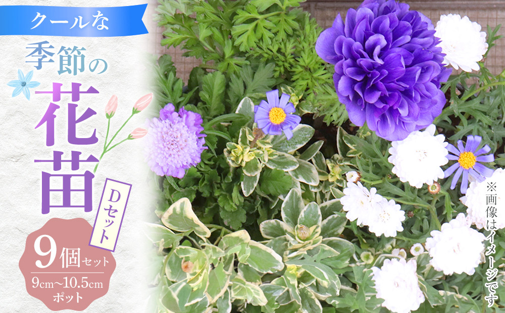 クールな花苗セットD
