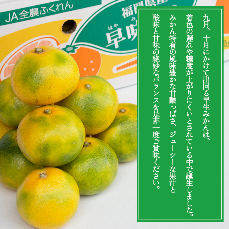 3V16 福岡ブランドみかん・早味かん約2kg