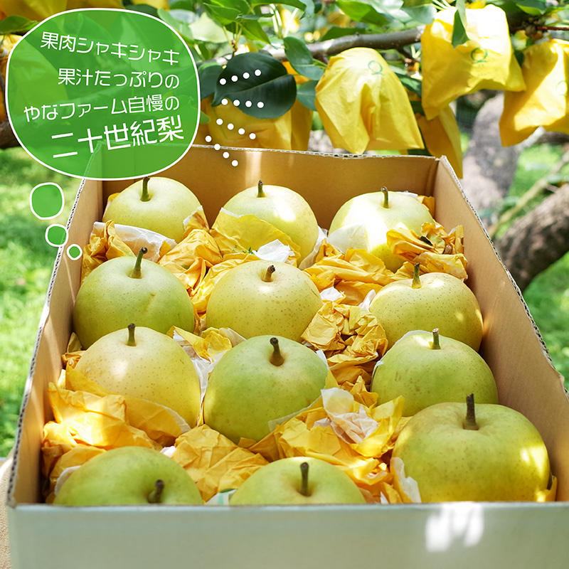 Q1【やなファーム】二十世紀梨　5kg