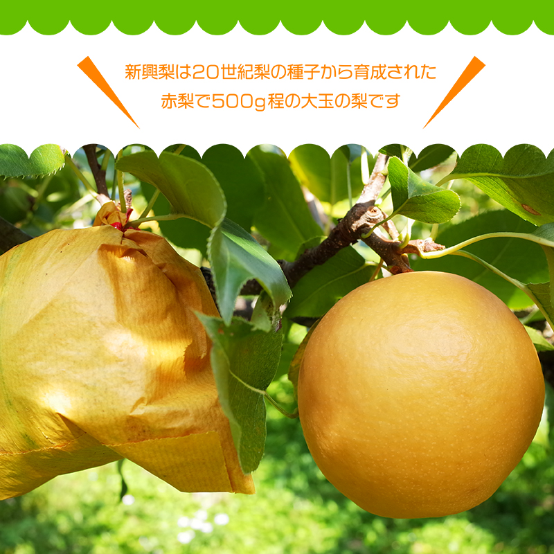 Q3【やなファーム】新興梨　5kg