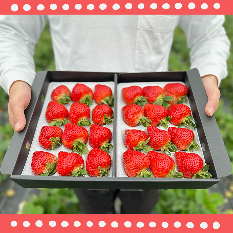 2S6 エコファーマー認定農家直送！福岡県産あまおうEXギフト【約450ｇ×2パック】