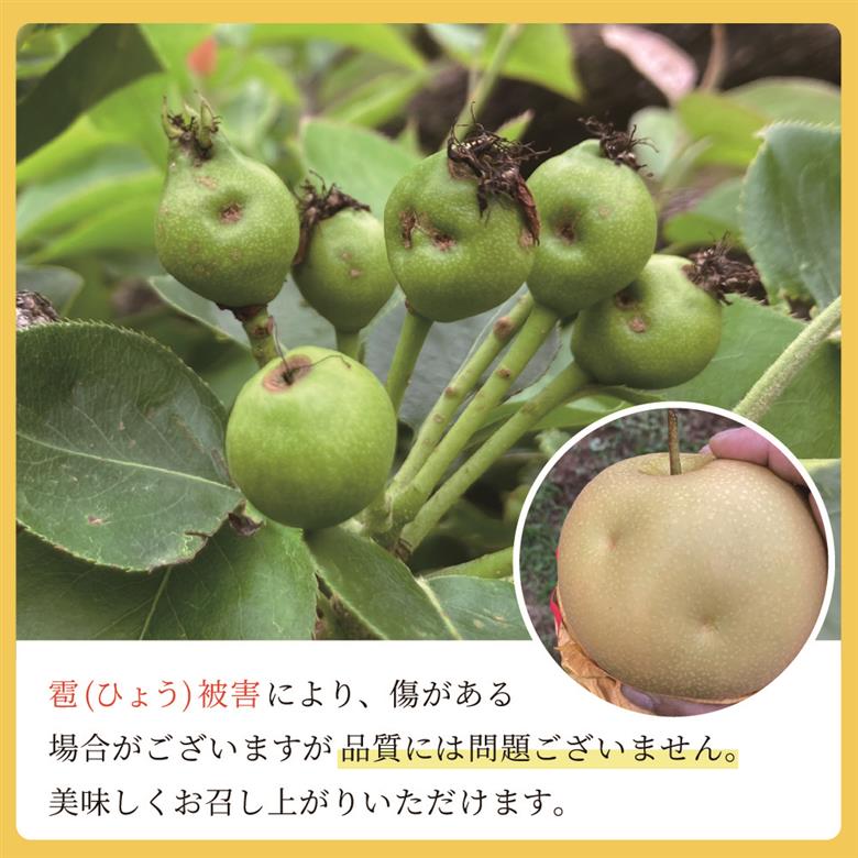Q1【やなファーム】二十世紀梨　5kg