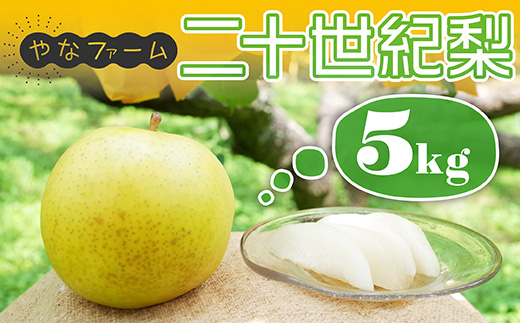 Q1【やなファーム】二十世紀梨　5kg