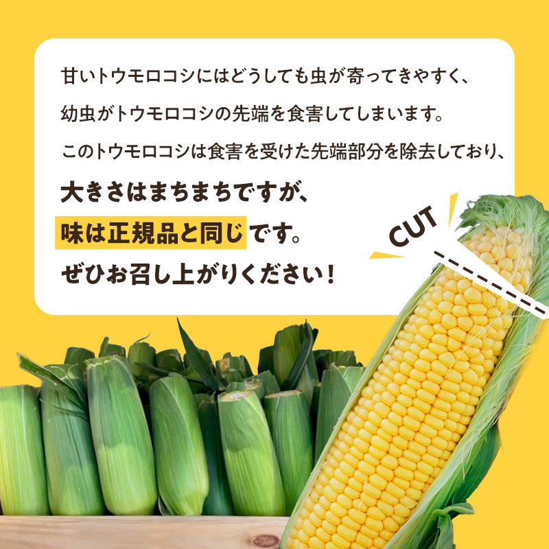 【来年度受付予約：2026年6月より発送】とうもろこし 農家直送！SDGs米糠堆肥で作った環境に優しいメロンより甘い 博多あまっコーン ご家庭用 カット品 4.5キロ以上 (12～20本) /酒見農産/トウモロコシ ※配送不可：離島