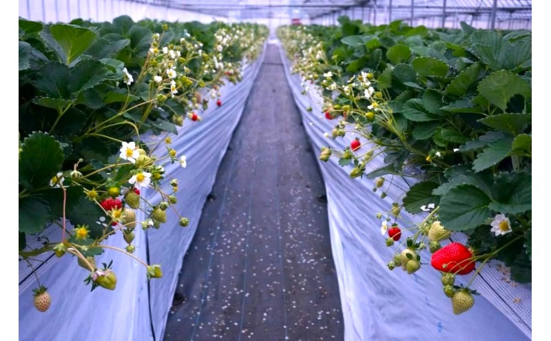 あまおう 【2026年2月上旬より順次発送】あまおうDX 約280g×4パック イチゴ 苺 いちご 果物 福岡県産 ※配送不可:離島