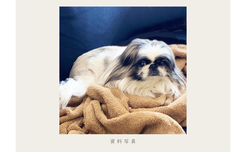 小さな油絵で大切なペットを細密に描きます（18×18cm・背景あり）