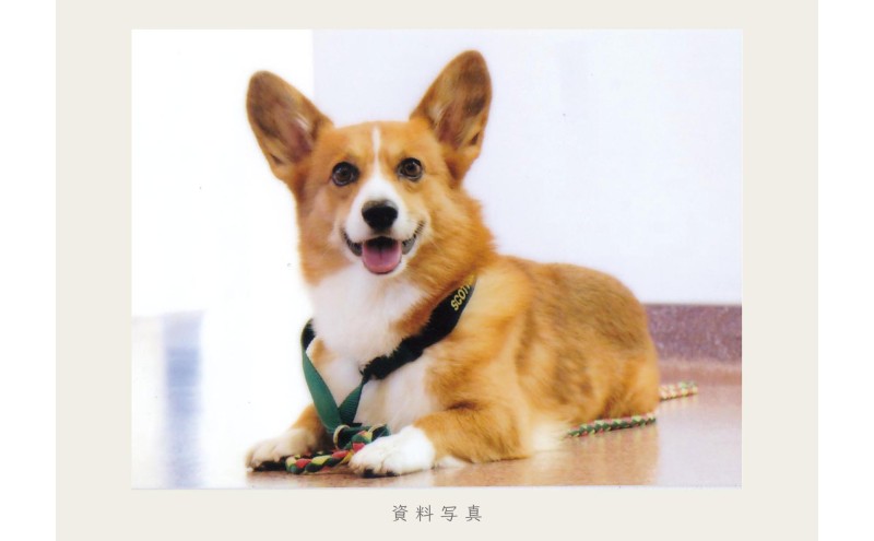 油絵で大切なペットを細密に描きます（33×24cm・背景無地）