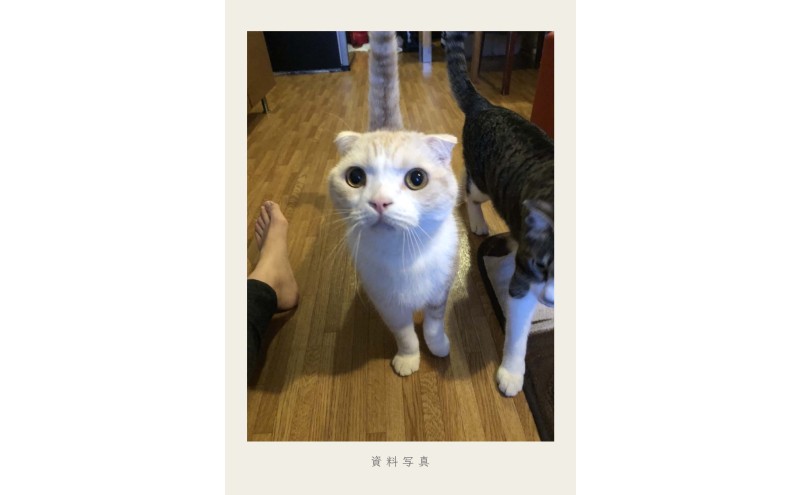 油絵で大切なペットを細密に描きます（33×24cm・背景あり）