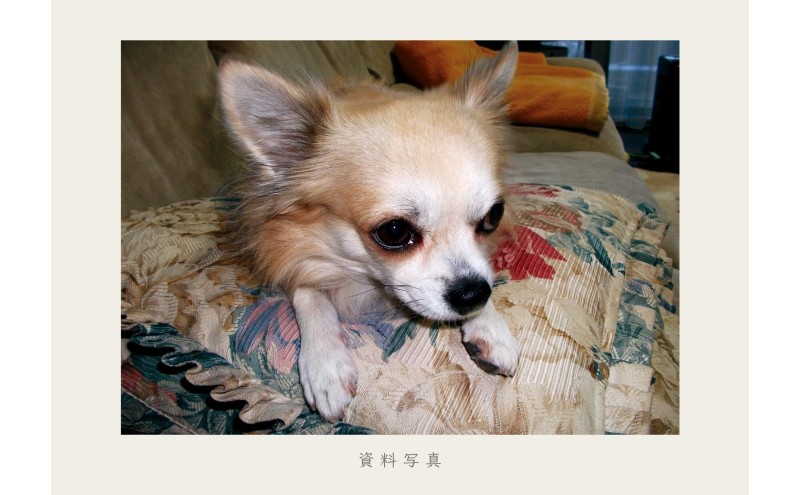 油絵で大切なペットを描きます（53×46cm・背景あり）