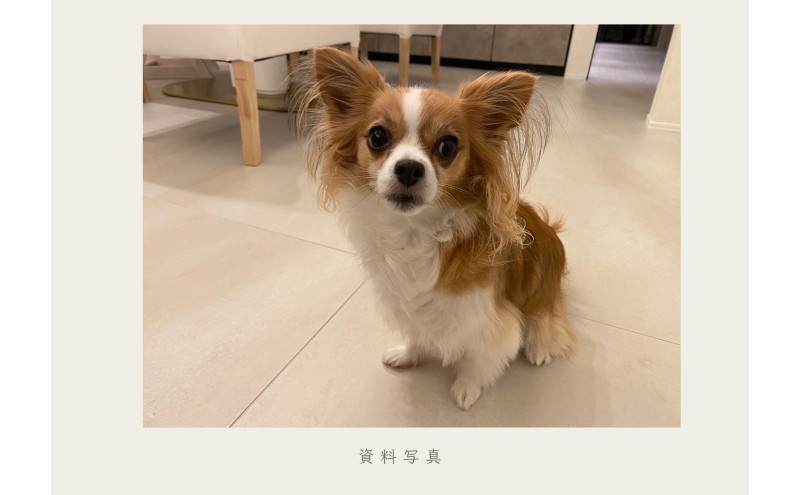 油絵で大切なペットを細密に描きます（53×46cm・背景あり）