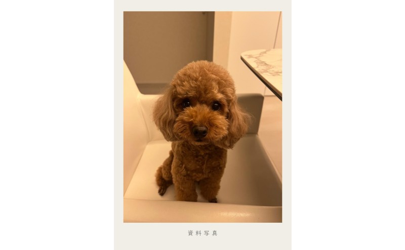 油絵で大切なペットを細密に描きます（53×46cm・背景あり）