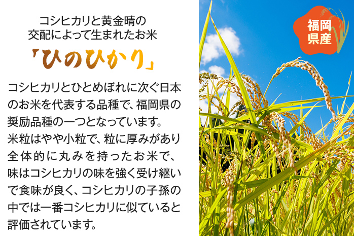 米 無洗米 白米 ご飯 ひのひかり 20kg 令和5年産 無洗米 福岡