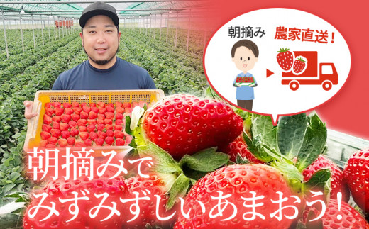 朝摘みあまおう 800g ※2026年1月中順次出荷予定 BD01-1 800g(400g×2)【1月中発送予定】