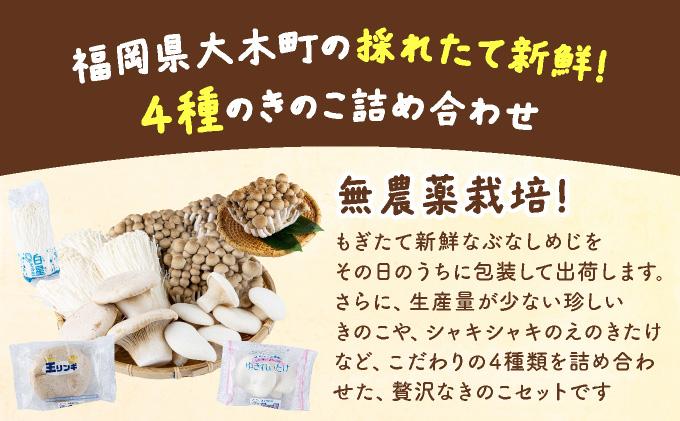 大木町のきのこセット(ぶなしめじ・ゆきれいたけ・王リンギ・えのきたけ各1パック) 各1パック