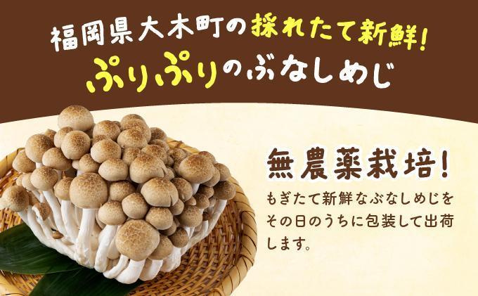 もぎたて新鮮！ぶなしめじ15株セット AT23 15パック