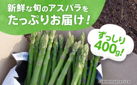 数量限定 先行予約 LMサイズ 400g お試しサイズ　朝採り 朝採れ 直送 グリーンアスパラガス アスパラ【2月〜6月お届け】 BT12