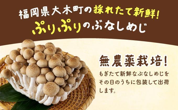 もぎたて新鮮！ぶなしめじ30株セット AT24 30パック