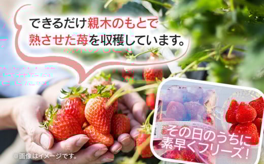 フローズンあまおう2kg(500g×4袋)　BD11 2kg(500g×4袋)