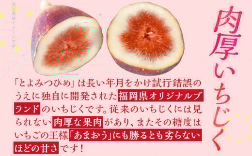 博多とよみつひめ 1,000g（４パック）【2026年8月～10月に発送予定】 CD23