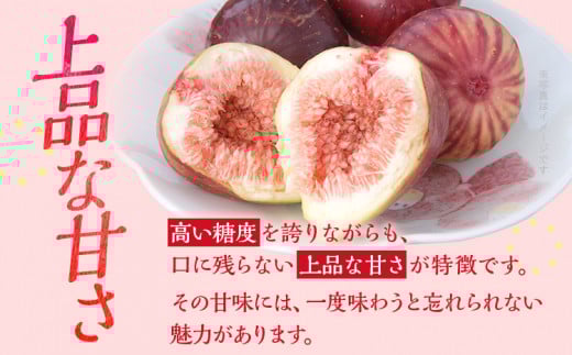 博多とよみつひめ 1,000g（４パック）【2026年8月～10月に発送予定】 CD23