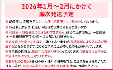 ＜2026年1月～2月頃発送予定＞あまおうプレミアム BD02