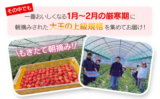 朝摘みあまおう 800g ※2026年1月中順次出荷予定 BD01-1 800g(400g×2)【1月中発送予定】