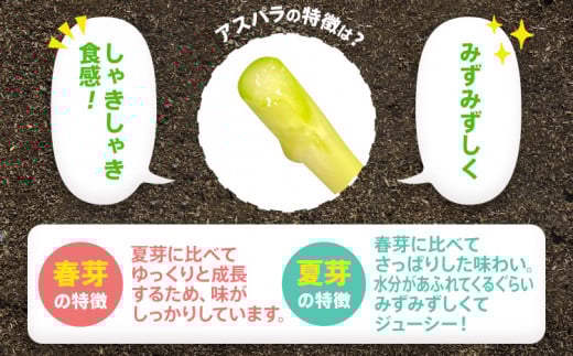 数量限定 先行予約 アスパラ 2Lサイズ 1kg 春芽　朝採り 朝採れ 直送 グリーンアスパラガス アスパラ 【2月～4月お届け】 BT02 春芽【2月～4月お届け】