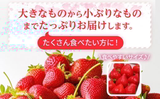 朝摘みあまおう約270g×6パック ※2026年3月中順次出荷予定 BD05