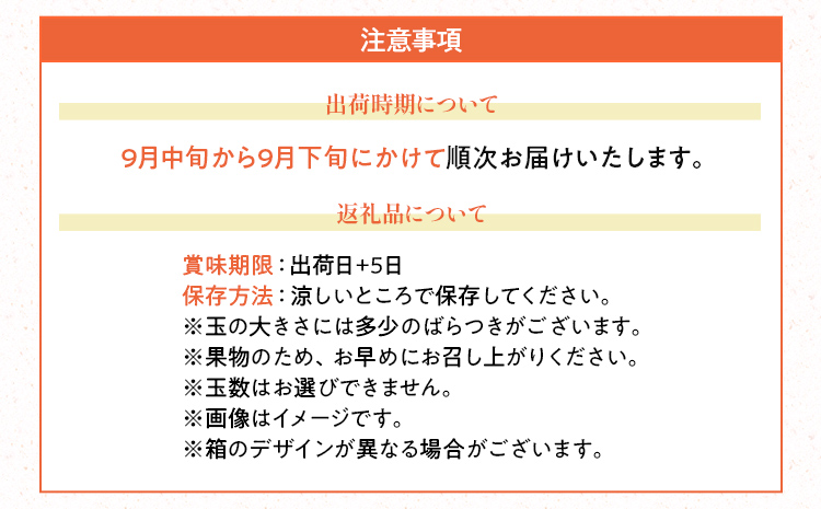 期間限定 みかん 福岡県産ブランド 「早味かん」 約2kg フル