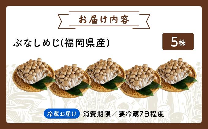 もぎたて新鮮！ぶなしめじ5株セット AT21 5パック