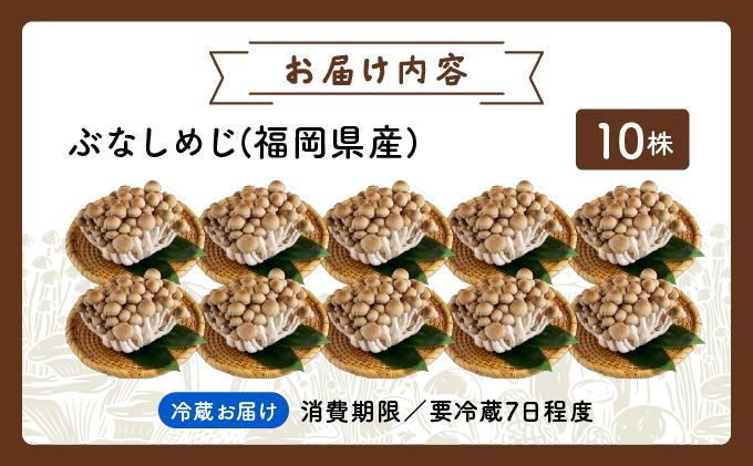 もぎたて新鮮！ぶなしめじ10株セット AT22 10パック