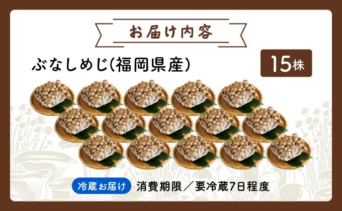 もぎたて新鮮！ぶなしめじ15株セット AT23 15パック