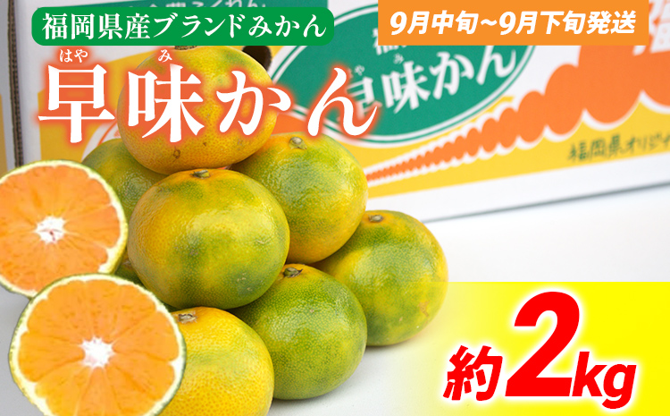 期間限定 みかん 福岡県産ブランド 「早味かん」 約2kg フル