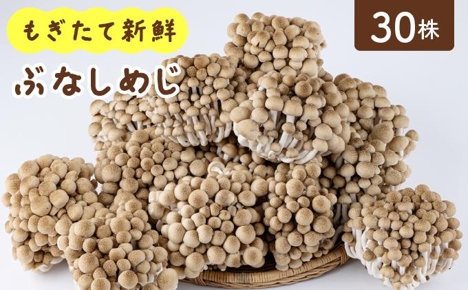 もぎたて新鮮！ぶなしめじ30株セット AT24 30パック