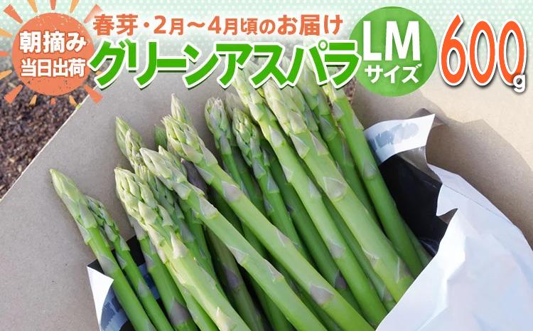 数量限定 先行予約 LM サイズ 600g 春芽　朝採り 朝採れ 直送 グリーンアスパラガス アスパラ【2月～4月お届け】 BT10 春芽【2月～4月お届け】